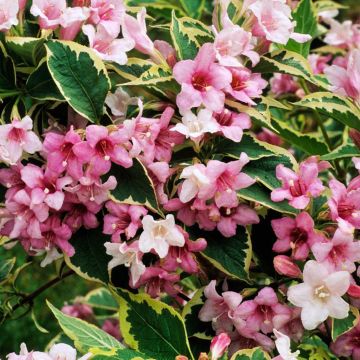 Weigela florida nana Variegata