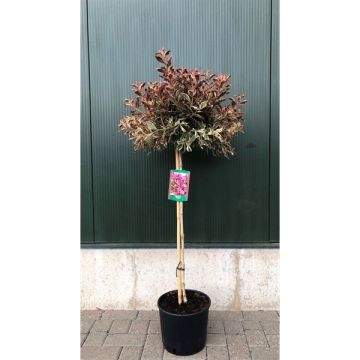 Weigela florida Monet - Standard tree