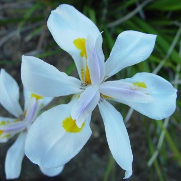 Iris Alaska - Pack of 10 Bulbs