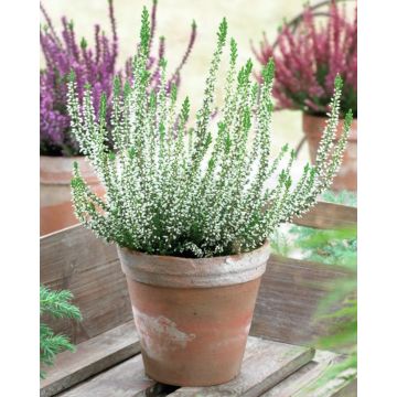 Heathers - Pack of THREE - LUCKY WHITE Flowering Calluna Heather Plants