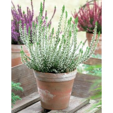 SPECIAL DEAL - Heathers - Pack of 12 WHITE Flowering Heather Plants