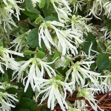 Loropetalum chinensis Carolina Moonlight - Emerald Snow Dance Chinese Witch Hazel