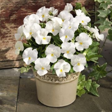 Pansy White - Pack of SIX Plants