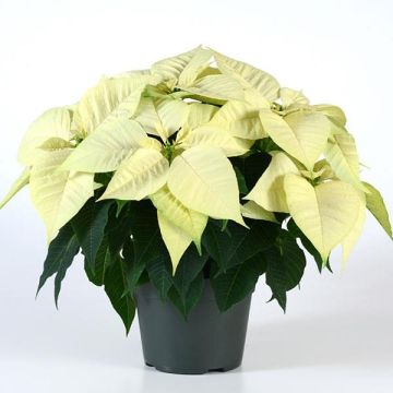 White Poinsettia - The Essential Christmas Plant - In White!