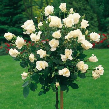 Large Standard Rose Tree 'White Swan' - circa 150cms tall