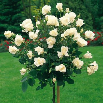 Large Standard Rose 'Avalanche' Tree