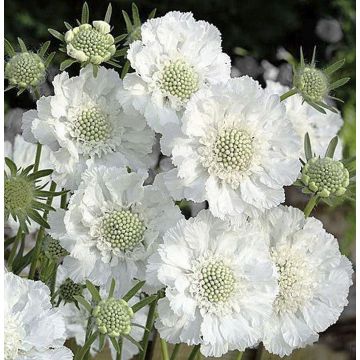 Scabiosa caucasica perfecta Alba - White Scabious