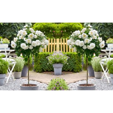 Pair of Mini Standard WHITE Flowering Garden Rose Trees