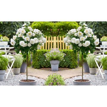 SPECIAL DEAL - Pair of Standard WHITE Flowering PATIO Rose Trees