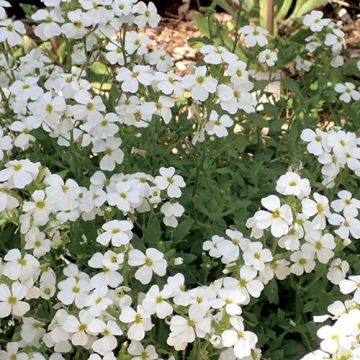 Aubretia gracilis alba - Regado White Snowdrift