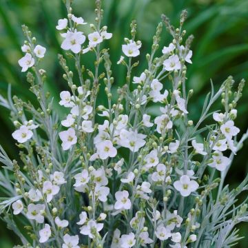 Gomphostigma virgatum White Candy