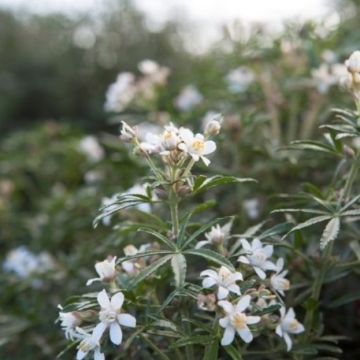 Choisya x dewitteana 'Snow Flurries' - Mexican Orange Blossom