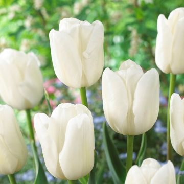 Tulip White Dream - Pack of 12