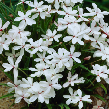 Rhodohypoxis Twinkle Stars - WHITE - Star Grass Rhodoxis