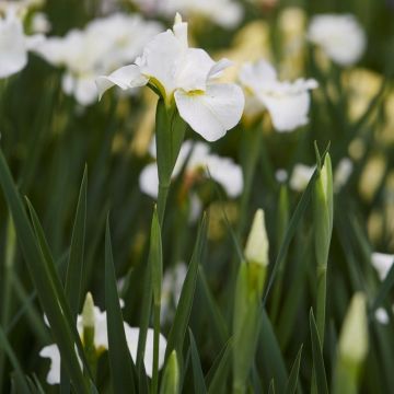 Complete Water Plant Pond Kit - White Iris