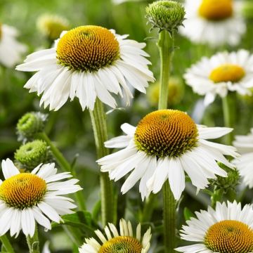 Echinacea purpurea White Meditation - Cone Flower Plants