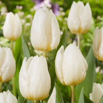 Tulip White Prince - Pack of 8