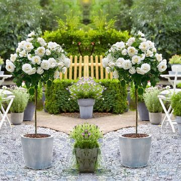Pair of Patio Standard WHITE Flowering Garden Rose Trees circa 100cm tall - In Bud & Bloom