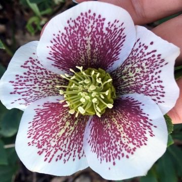 Helleborus orientalis Pretty Ellen White Spotted - Hellebore