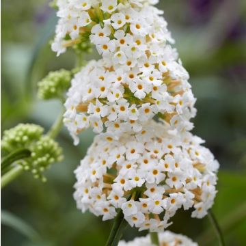 Buddleja dav. SUMMERLOUNGE® 'White Swan'