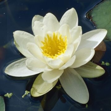 Nymphaea 'Alba' - White Water Lily