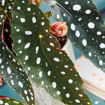 Begonia maculata Wightii - Polka Dot Plant
