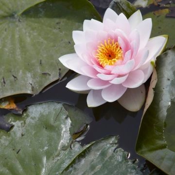 Nymphaea 'M'd Wilfron Gonnere' - Water lily