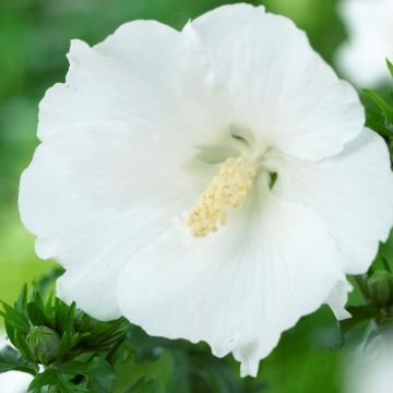 Hibiscus syriacus William R. Smith