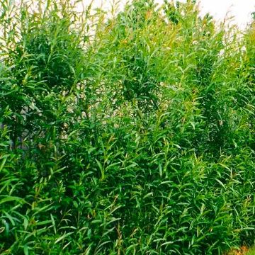 BULK PACK - Fast Growing Screening Willow - Salix hybrida - Pack of 50 circa 5ft tall