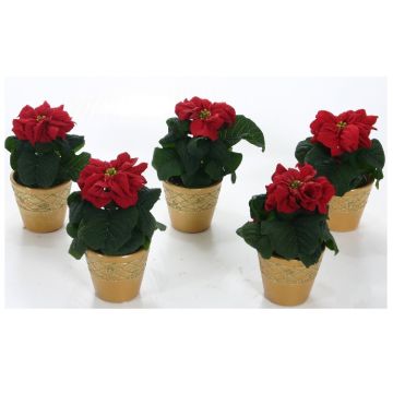 Winter Rose Poinsettia Plants in GOLD Ceramic Pots - Pack of FIVE