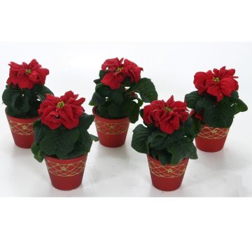 Winter Rose Poinsettia Plants in RED Ceramic Pots - Pack of FIVE