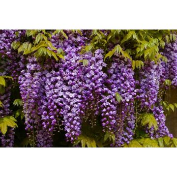 Wisteria floribunda Violacea Plena - Black Dragon - Large Specimen Plant 6ft