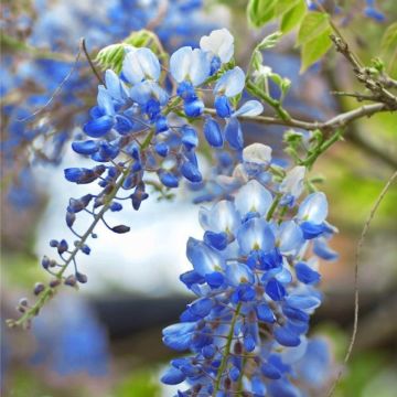 Wisteria 'Blue Moon'