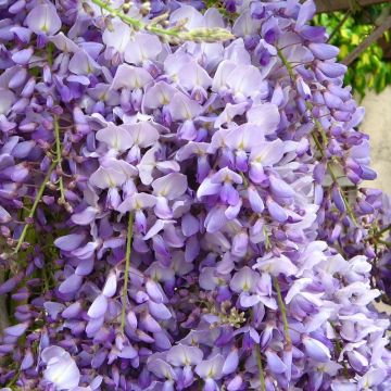 Wisteria Caroline