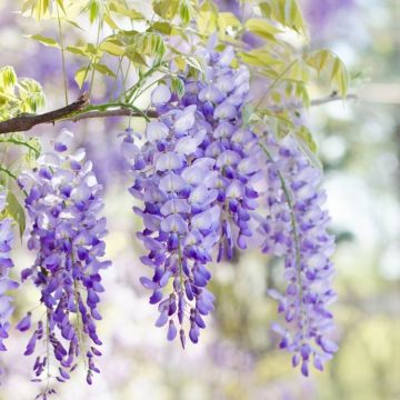  Wisteria floribunda Domino ('Issai') - Large Specimen Plant 5ft+