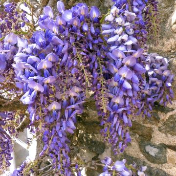 Wisteria floribunda macrobotrys 'Blue Waterfall' 