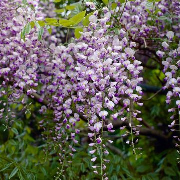 Wisteria floribunda Isaai-Naga - Large Specimen Plant 6ft