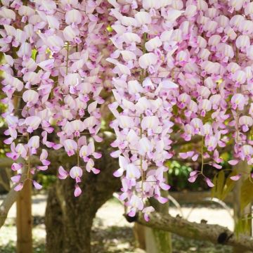 Wisteria floribunda Lipstick (Kuchi Beni, Peaches & Cream) - Large Specimen Plant 6ft