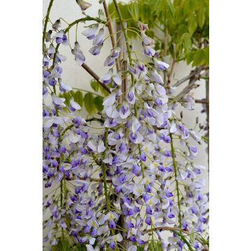 Wisteria floribunda Lawrence - Bicolour Japanese Wisteria - circa 150cm