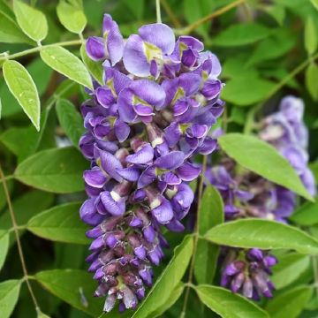 Wisteria frutescens Longwood Purple - Large Specimen Plant 6ft