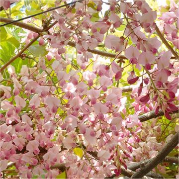 Wisteria floribunda Honbeni - Pink Ice Japanese Wisteria - Large Specimen Plant 6ft+