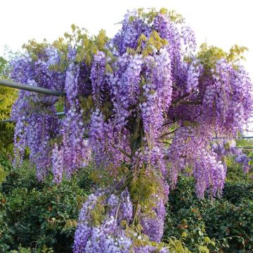 Wisteria sinensis Prolific - Blue Climbing Wisteria