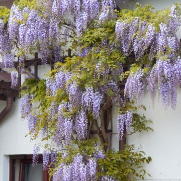 Wisteria sinensis Prolific - Blue Climbing Wisteria - circa 150cm