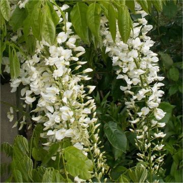 Wisteria floribunda Longissima Alba - Shiro Noda - Rare White Japanese Wisteria - circa 150cm