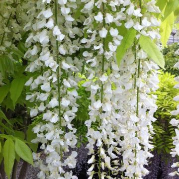 Wisteria floribunda Longissima Alba - Shiro Noda - Rare White Japanese Wisteria - Large 6ft Plant