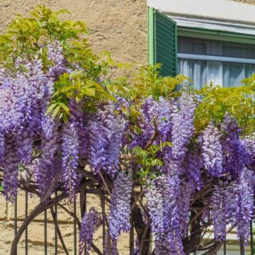 Wisteria Bachybotrys Ikoyama Fuji