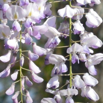 Wisteria floribunda Harlequin - Large Specimen Plant 6ft