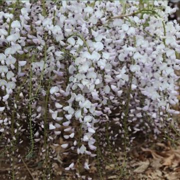 Wisteria floribunda 'Kimono' - Large Specimen Plant - circa 6-7ft