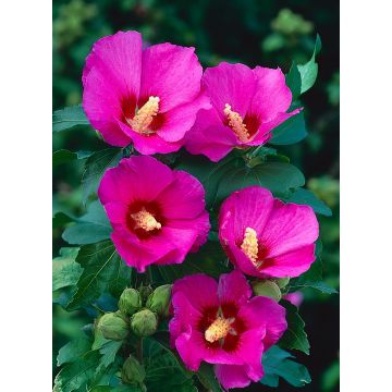 Hibiscus syriacus Woodbridge - Pink Tree Hollyhock