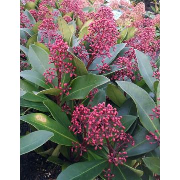 Skimmia japonica Rubella - Evergreen in Bud